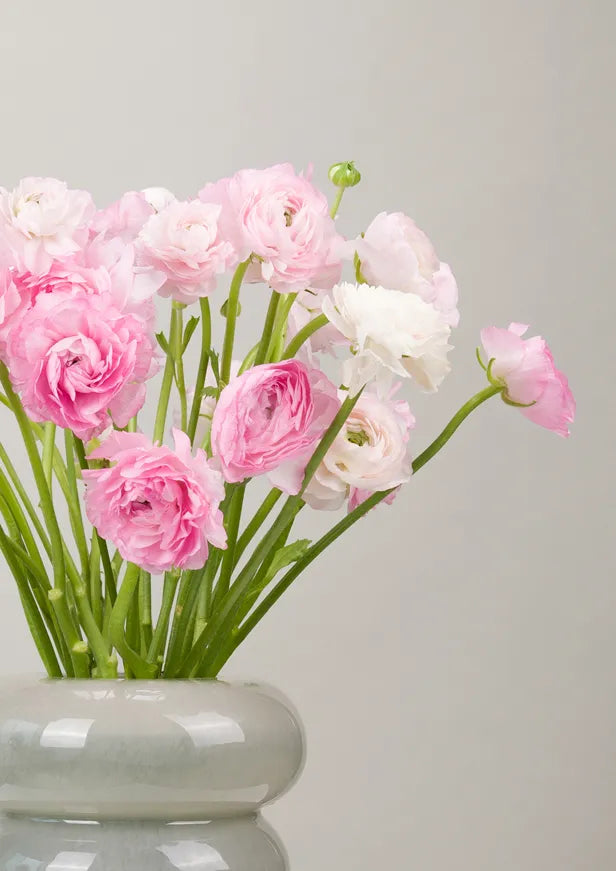 Blooming Ranunculus Flower Vase with CREAMS Sweets