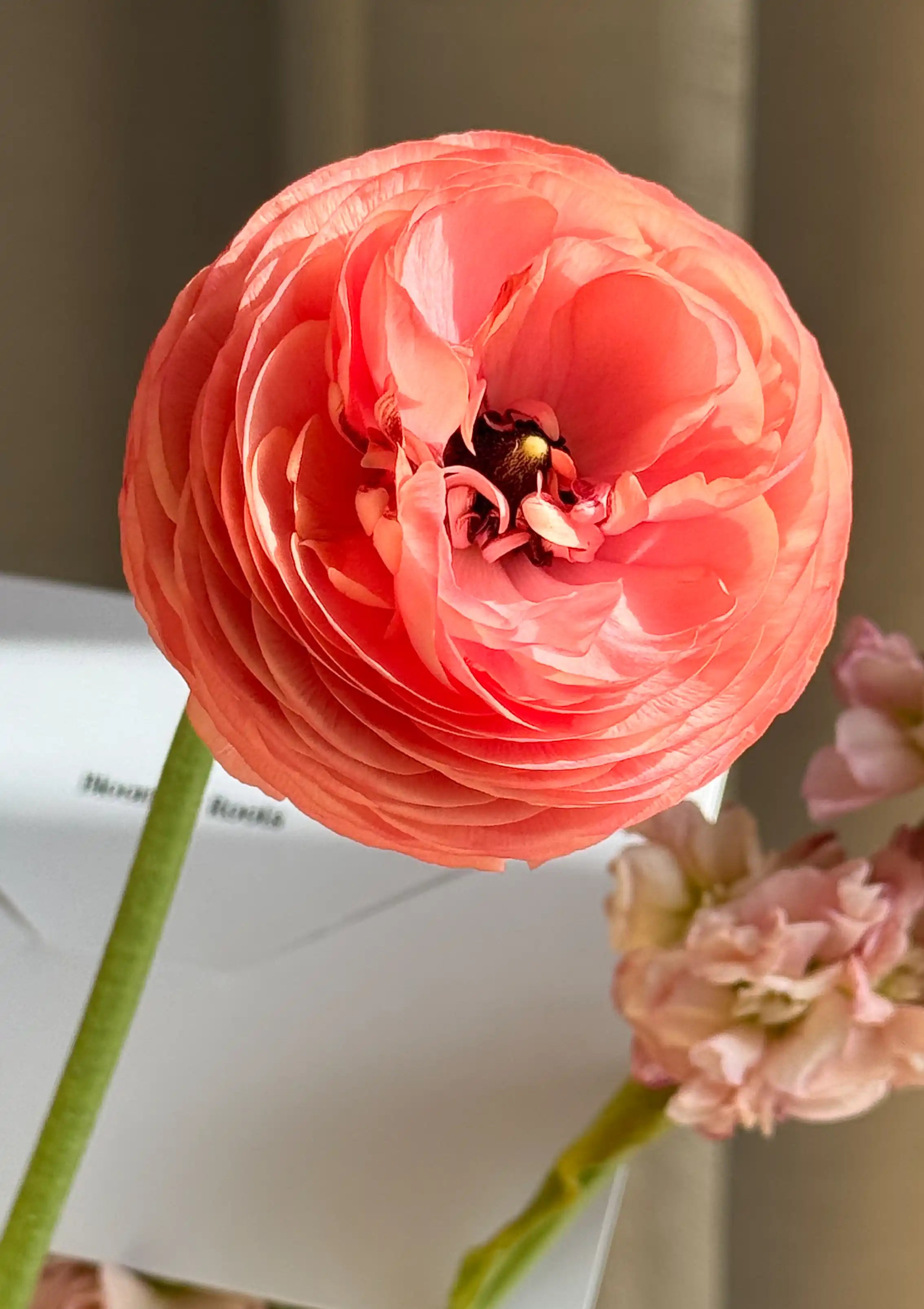 Aurora Vase Arrangement - Vase Arrangement with Roses & Ranunculus